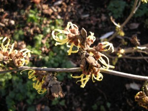 Hamamelis x intermedia 'Pallida' Hamamelis x intermedia 'Pallida'