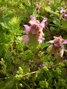 Red Dead-nettle