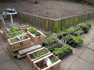 Perennials ready to plant Perennials ready to plant