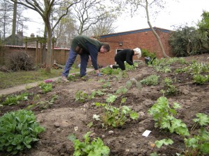 Planting perennials Planting perennials