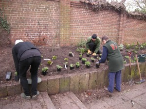 Planting in the shady border Planting in the shady border