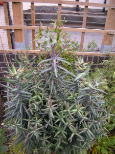 Caper Spurge, Euphorbia lathyris