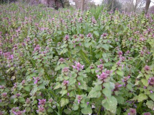 Red Dead-nettles in Earlham Cemetery