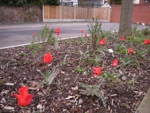 Tulips in the car park