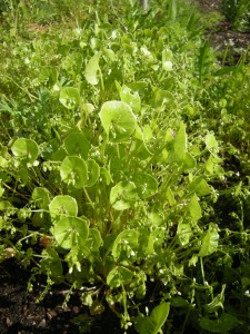Winter Purslane