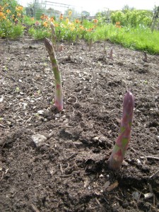 Asparagus