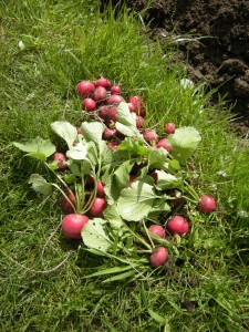Radishes