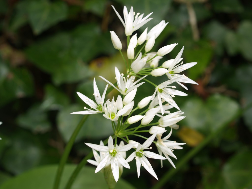 Wild Garlic