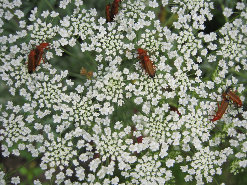 flower, Ammi majus Jeremy Bartlett's LET IT GROW blog