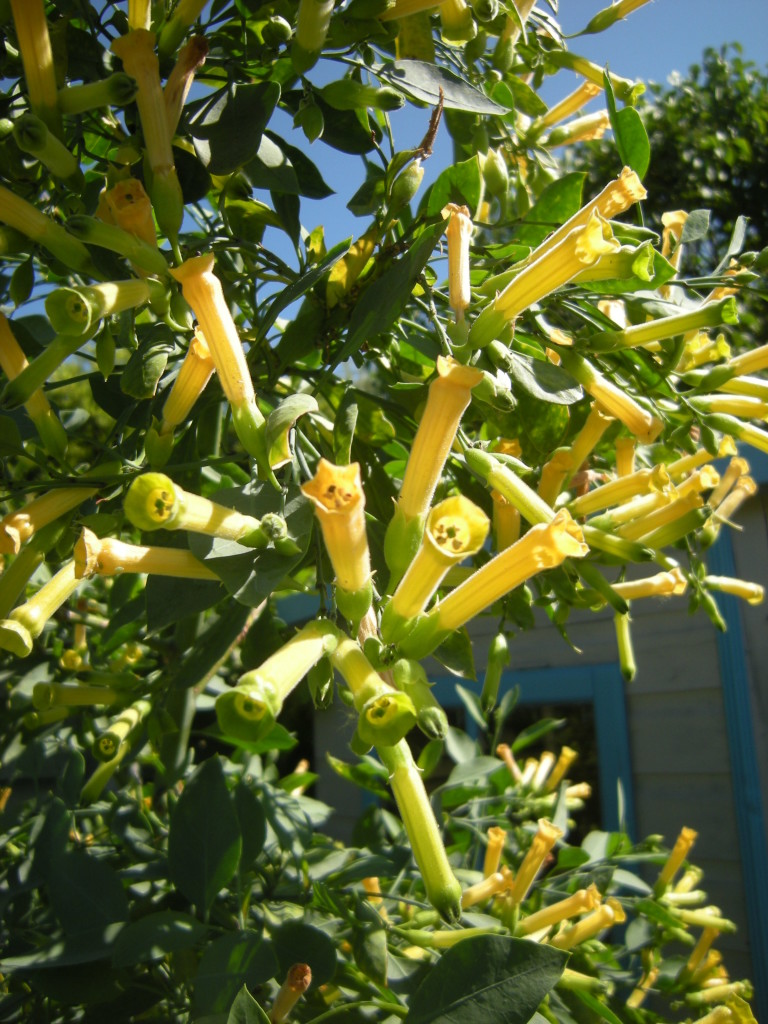 can you smoke tree tobacco Tree Tobacco, Nicotiana glauca