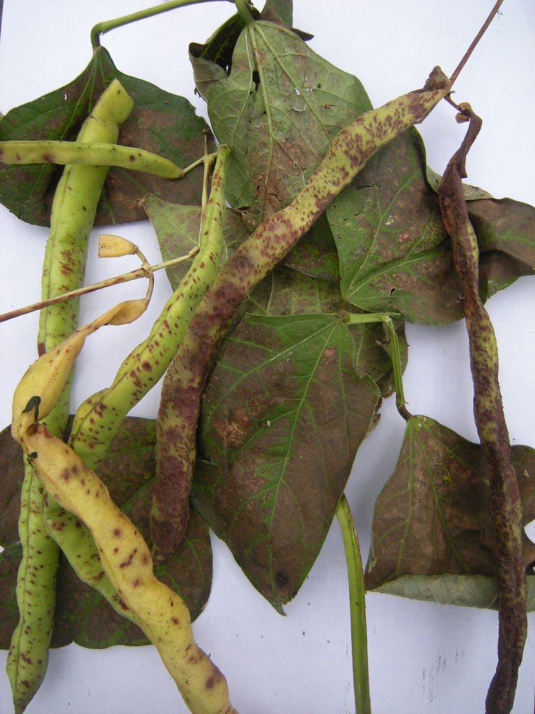 Bean Anthracnose, Colletotrichum lindemuthianum Jeremy Bartlett's LET