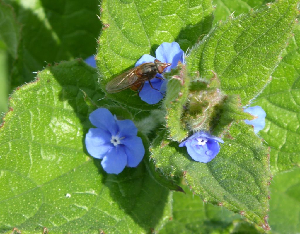 Green sempervirens Jeremy Bartlett's LET IT GROW blog