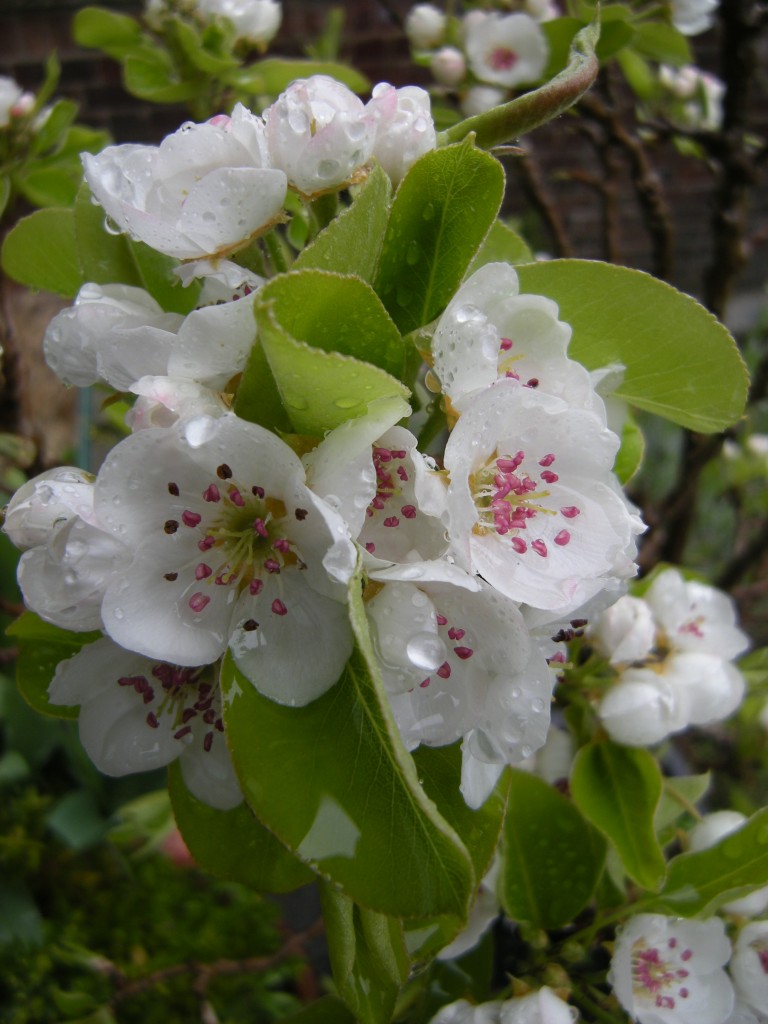 Pear Rust, Gymnosporangium sabinae | Jeremy Bartlett's LET IT GROW blog