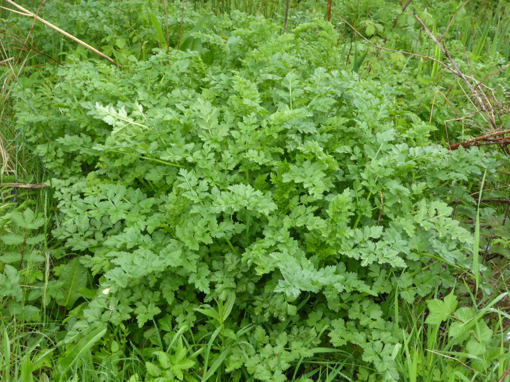 Hemlock Water Dropwort, Oenanthe crocata | Jeremy Bartlett's LET IT ...