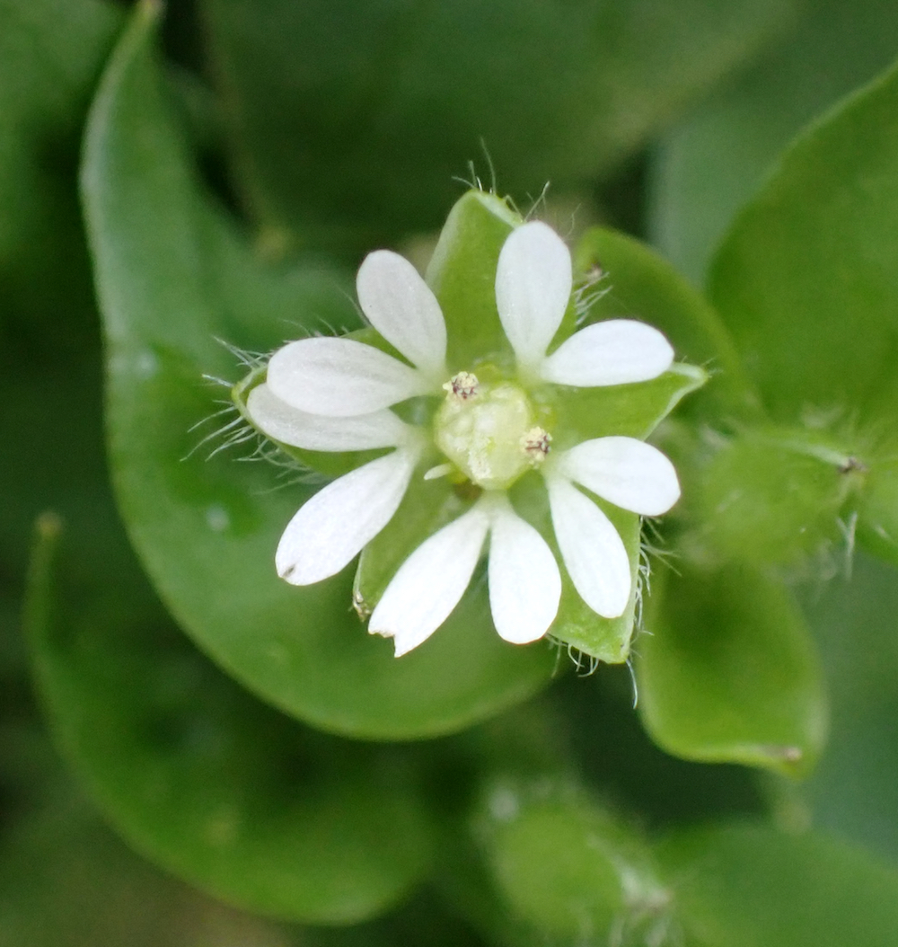 Chickweed, Stellaria media | Jeremy Bartlett's LET IT GROW blog